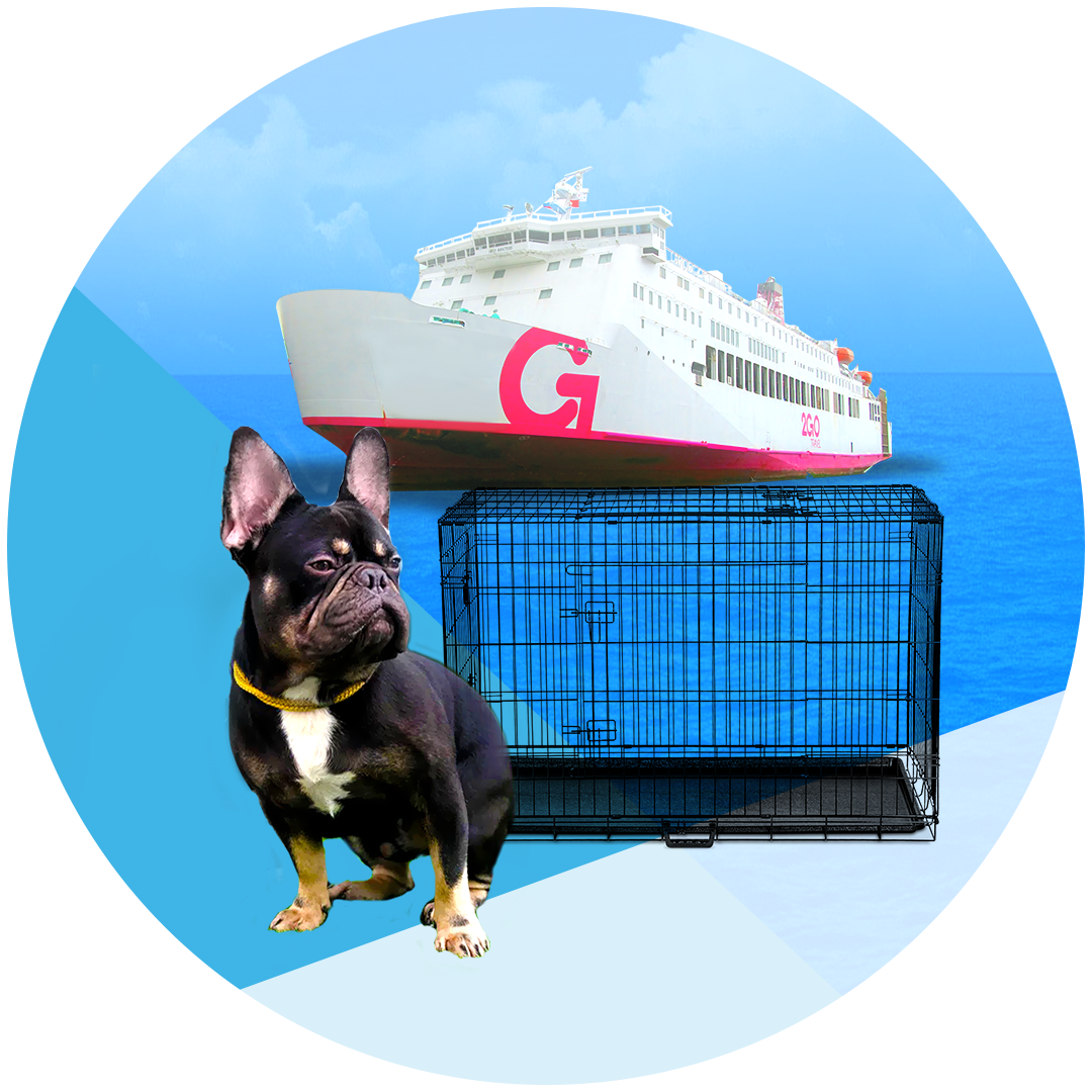 Local Pet Transport via Sea Vessel – Kingchaypets